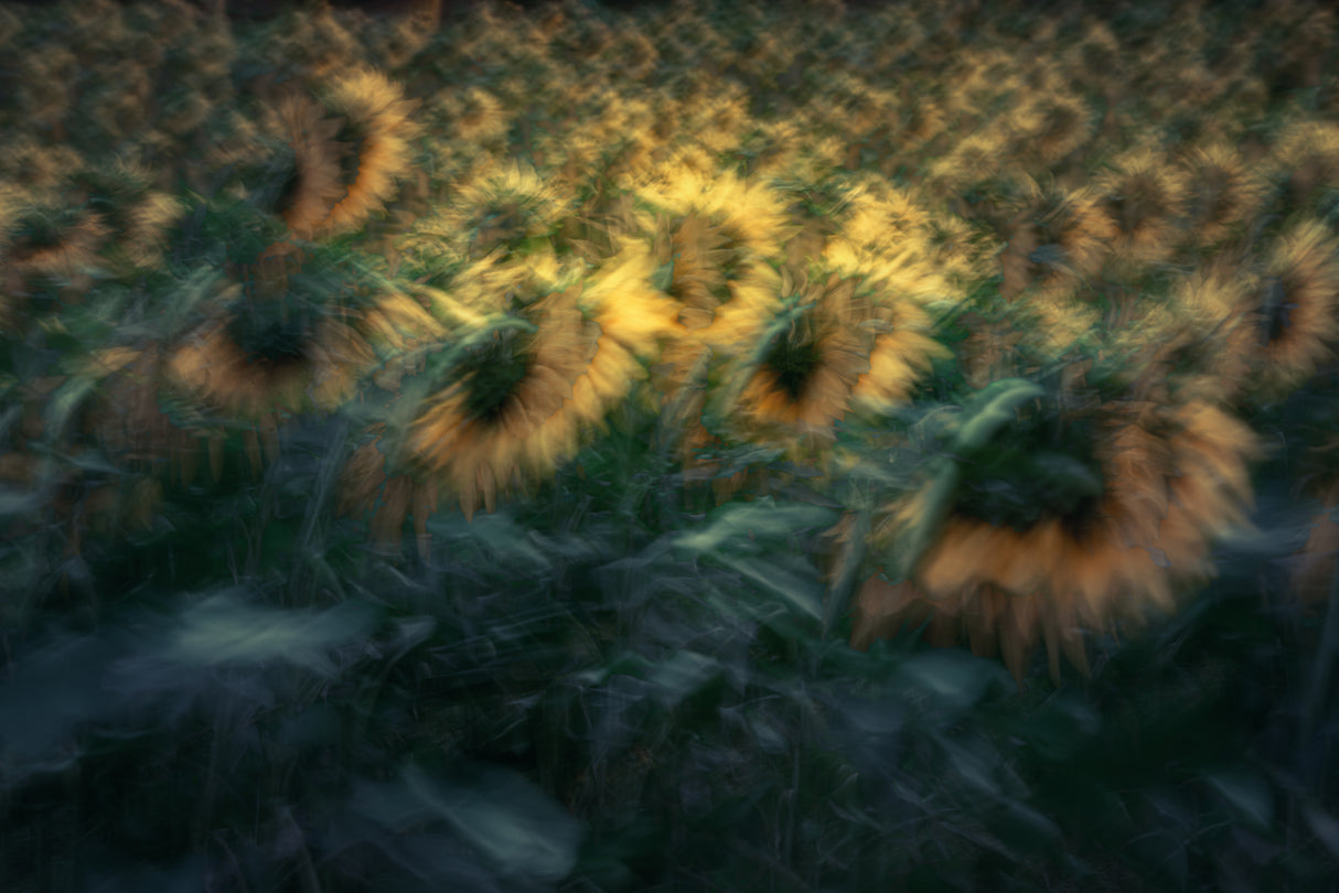 Sunflower Poster och Canvastavla