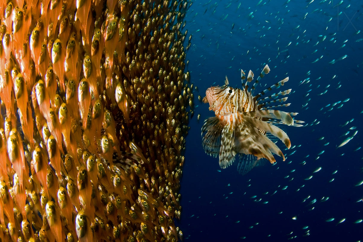 Lion fish staring at its lunch Poster och Canvastavla