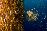 Lion fish staring at its lunch Poster och Canvastavla