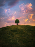 Tree on hill during sunset Poster och Canvastavla