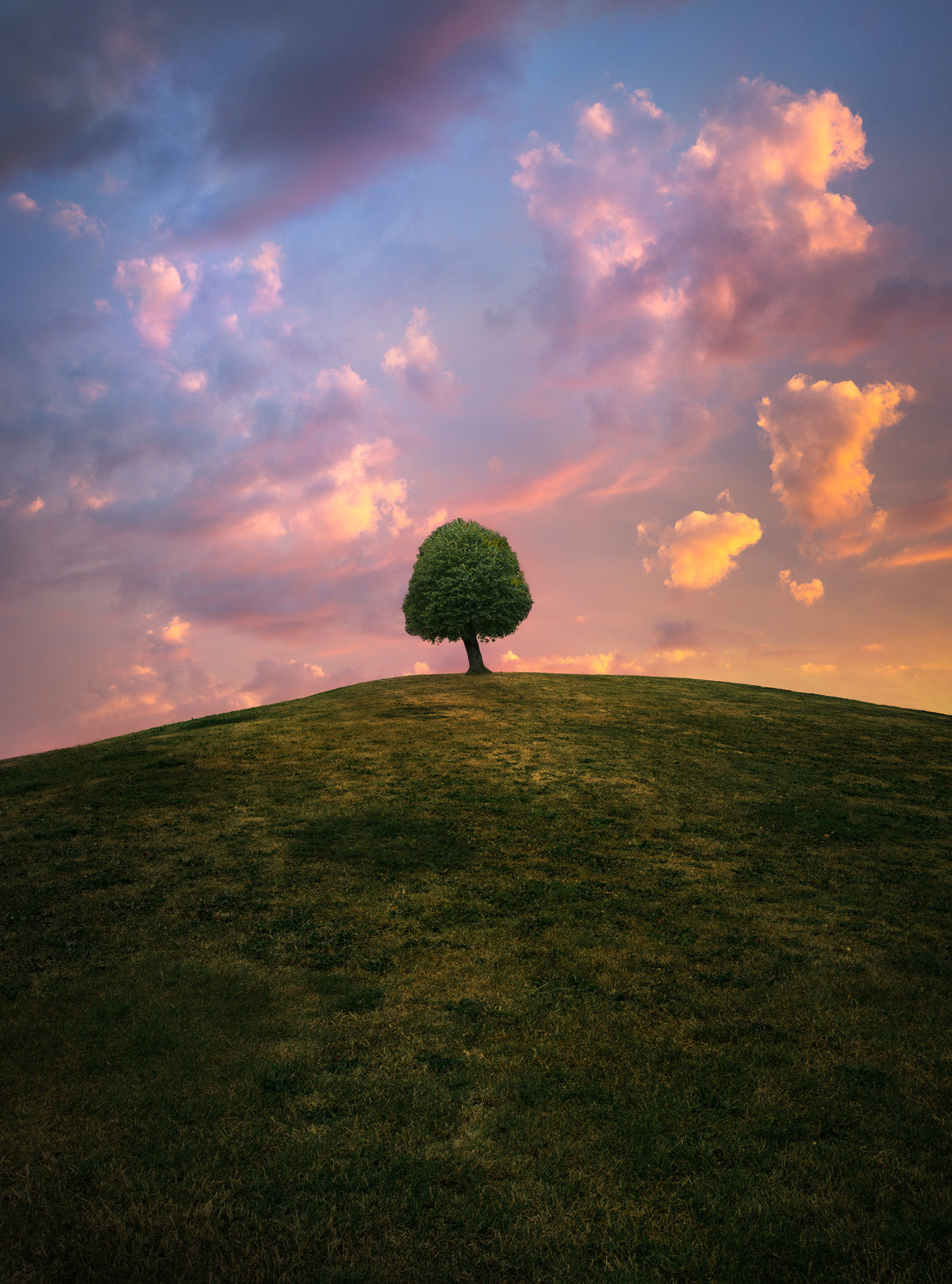 Tree on hill during sunset Poster och Canvastavla
