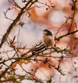 Long Tailed Tit Poster och Canvastavla