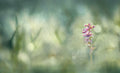 Morninglight Poster och Canvastavla