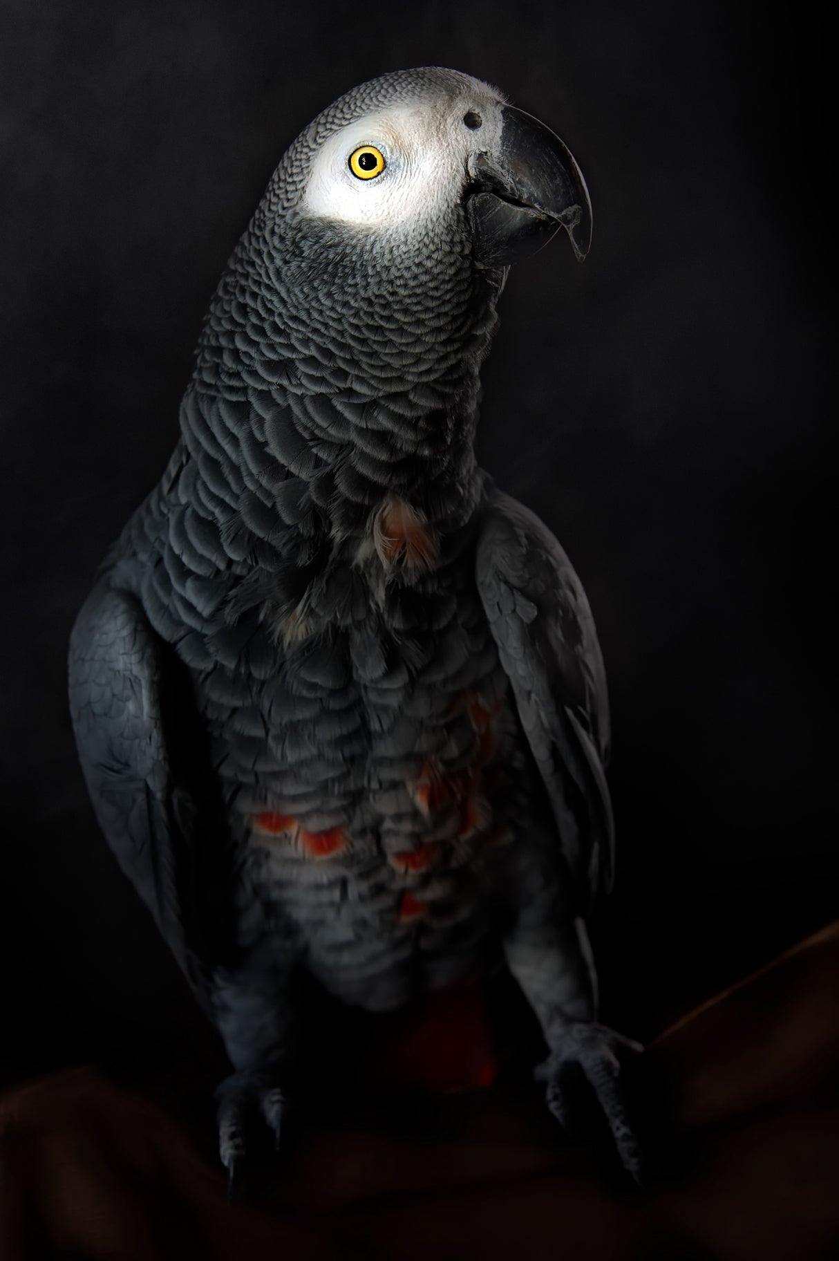 Portrait of Cornelia Poster och Canvastavla