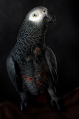 Portrait of Cornelia Poster och Canvastavla