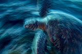 The Ghost Turtle Poster och Canvastavla