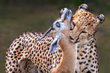 Cheetah with gazelle Poster och Canvastavla