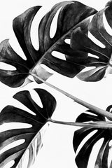 Monstera Black and White 05 Poster och Canvastavla
