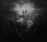 Autumn is gone... Poster och Canvastavla