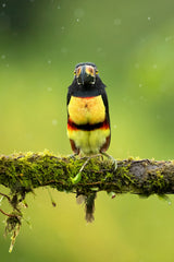 Collared aracari Poster och Canvastavla