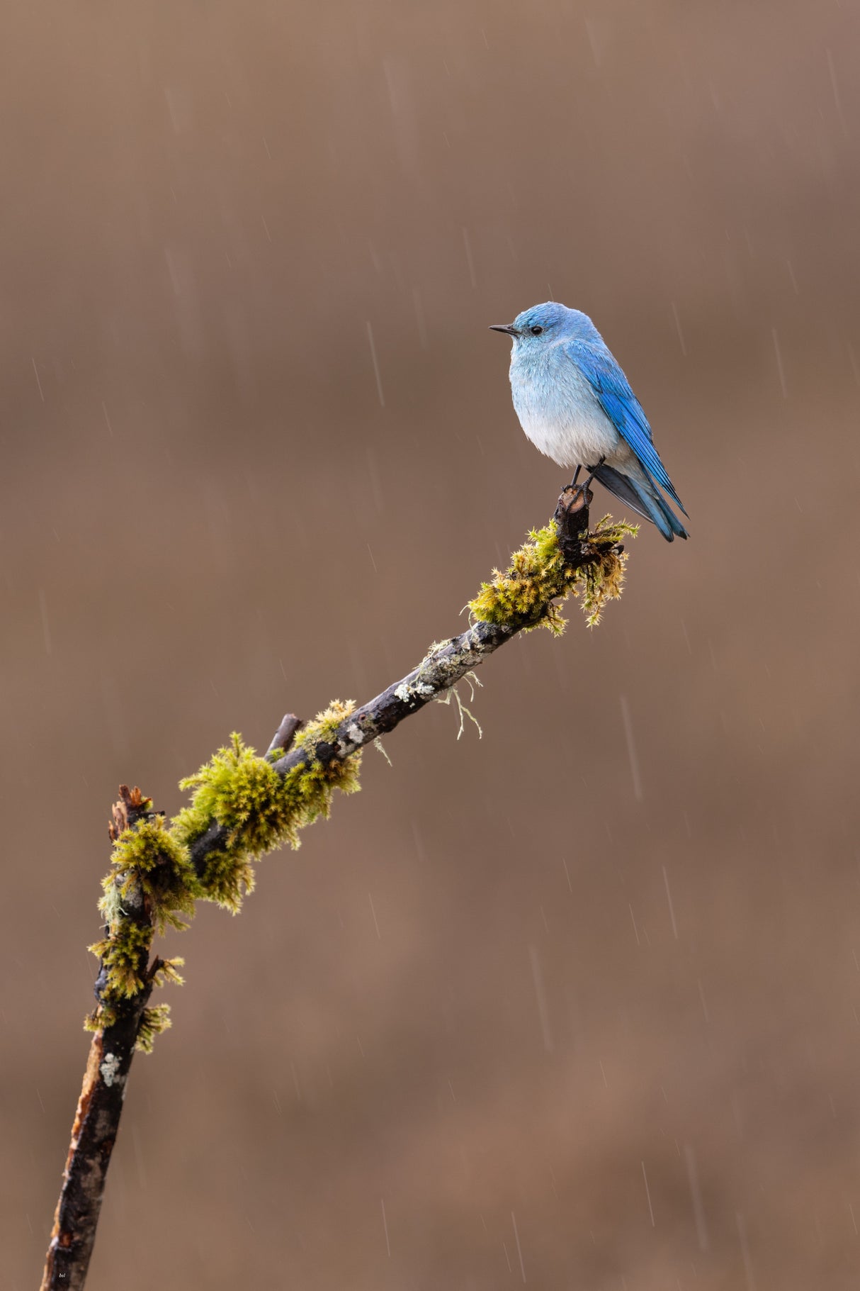 Raining Day Poster och Canvastavla