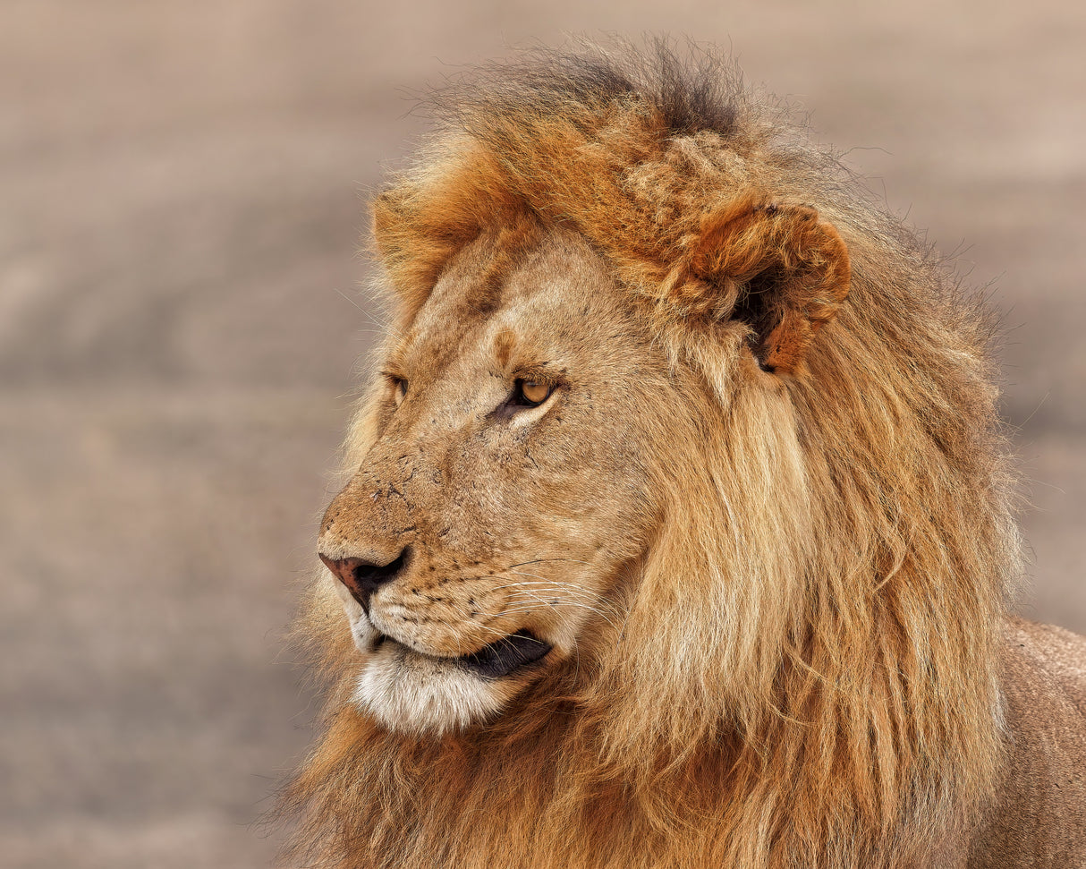 Lion Gazing Poster och Canvastavla