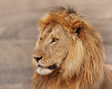 Lion Gazing Poster och Canvastavla