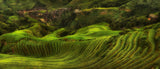 waves of rice - the dragon's backbone Poster och Canvastavla