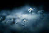Spring glow Poster och Canvastavla