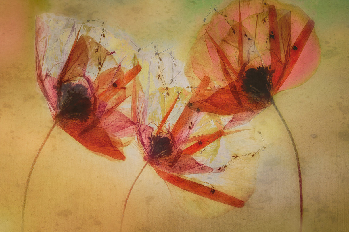 Poppy seeds Poster och Canvastavla