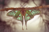 Mariposa Isabelina Poster och Canvastavla