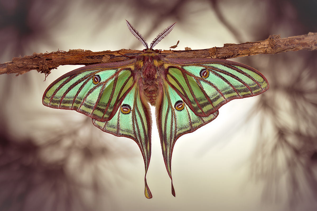 Mariposa Isabelina Poster och Canvastavla
