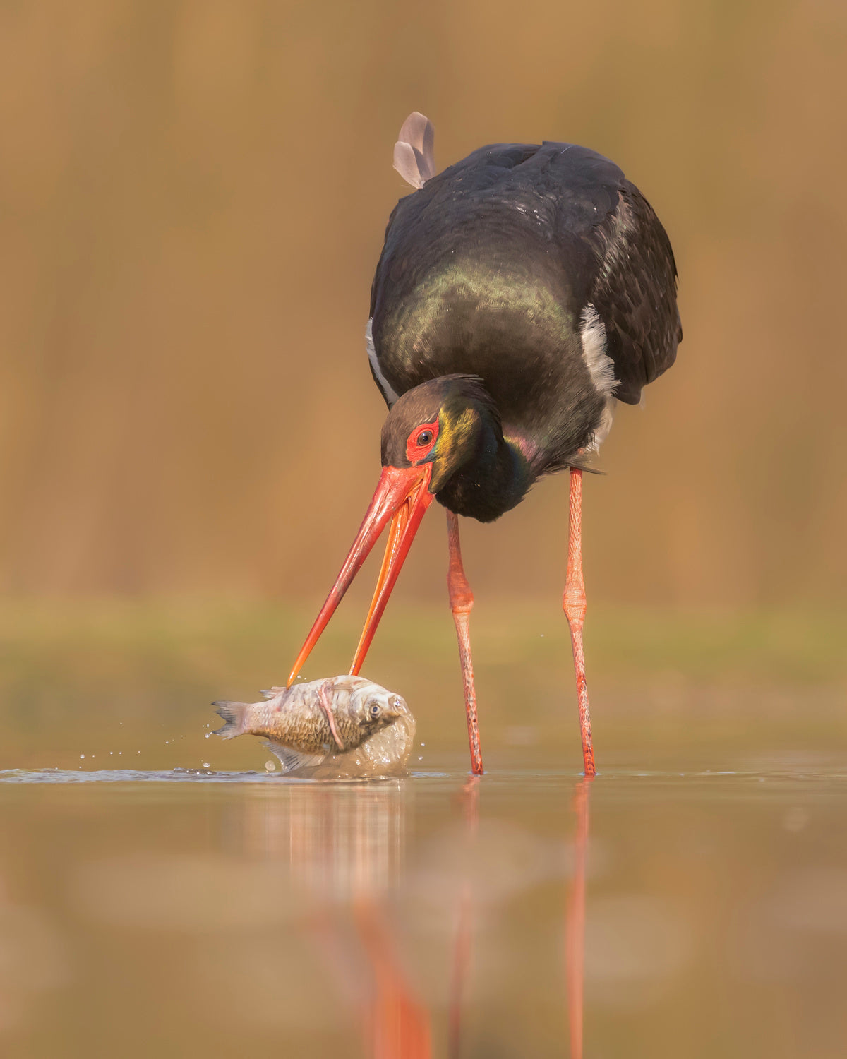 Black stork fishing Poster och Canvastavla