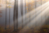 Light around the corner Poster och Canvastavla