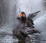 Splash .... Poster och Canvastavla