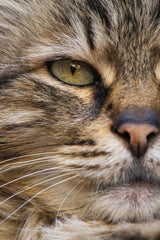 cute cat Poster och Canvastavla