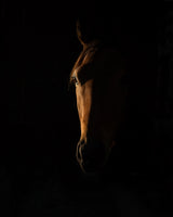 The Beauty of The Thoroughbred Poster och Canvastavla