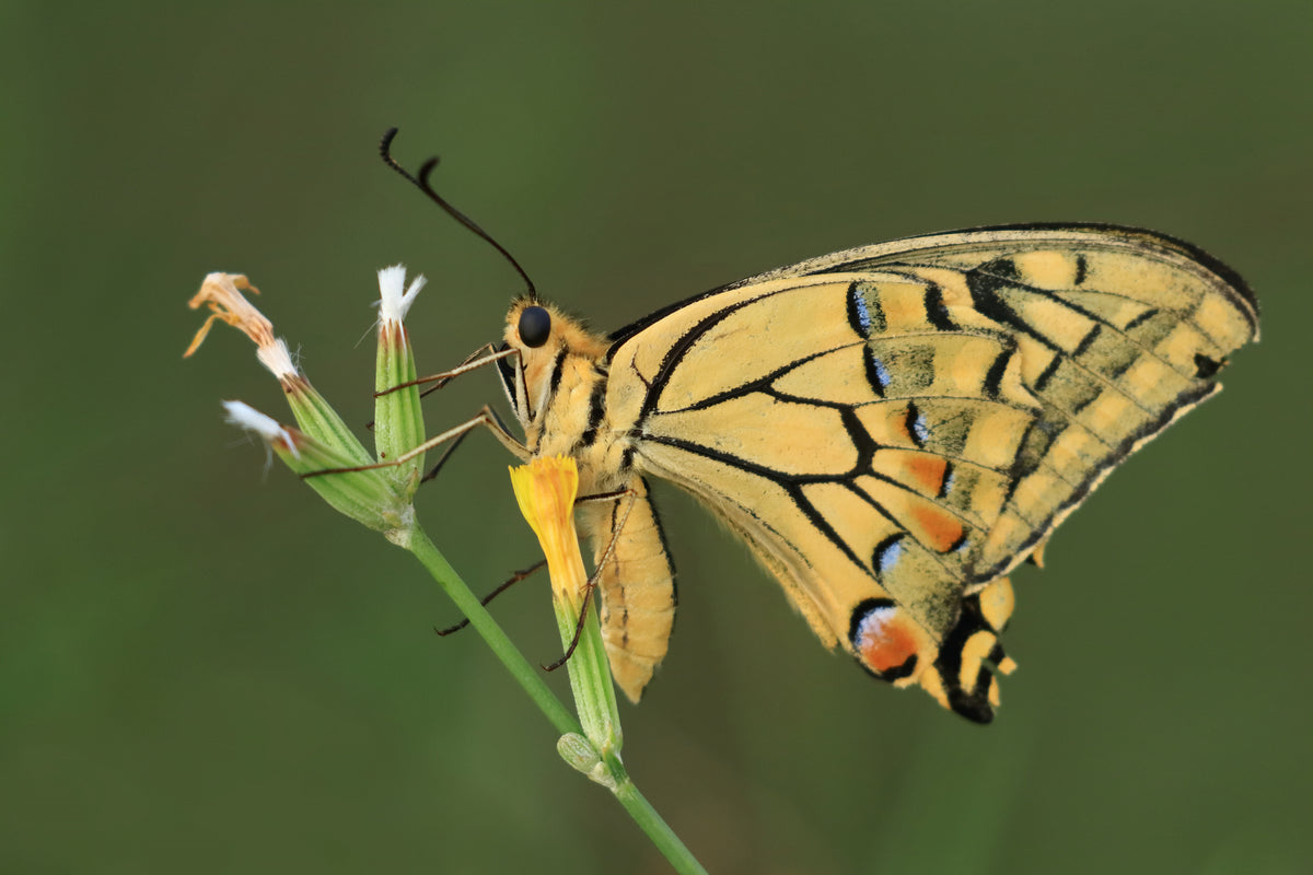 Swallowtail Poster och Canvastavla