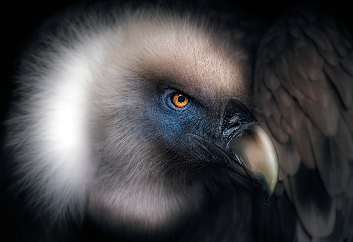 Vulture Look Poster och Canvastavla