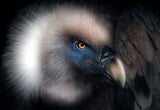 Vulture Look Poster och Canvastavla