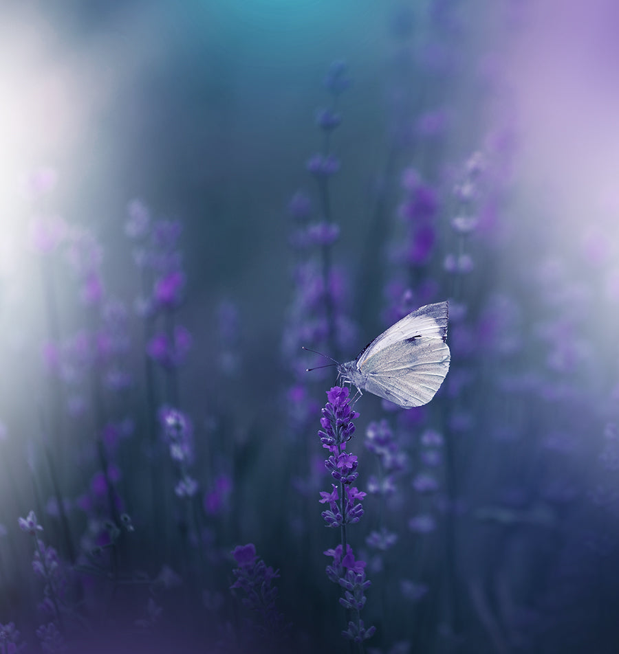 Lavender Queen... Poster och Canvastavla