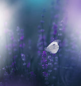 Lavender Queen... Poster och Canvastavla