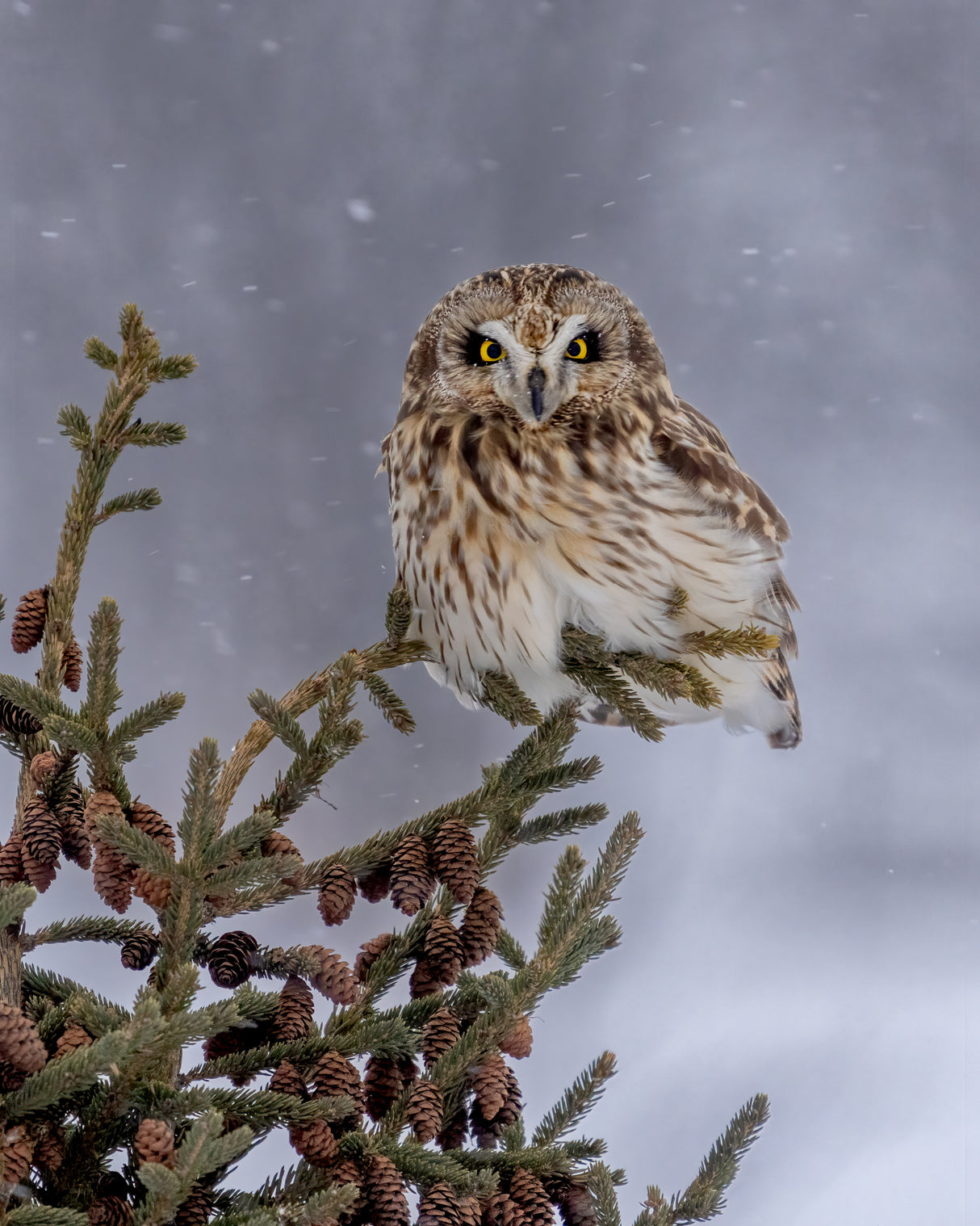 Shortie in the snowfall Poster och Canvastavla