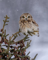 Shortie in the snowfall Poster och Canvastavla