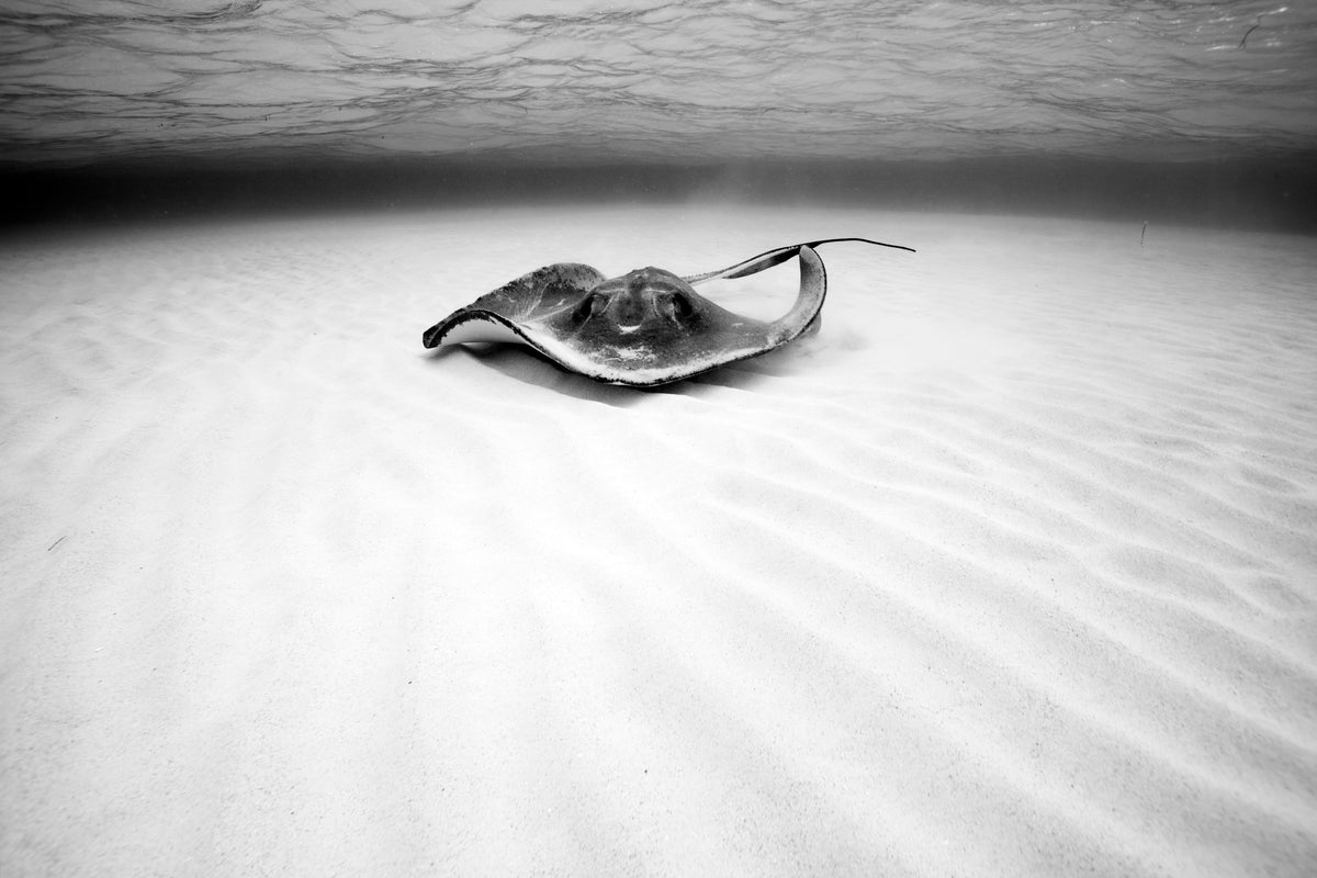 Stingray Poster och Canvastavla