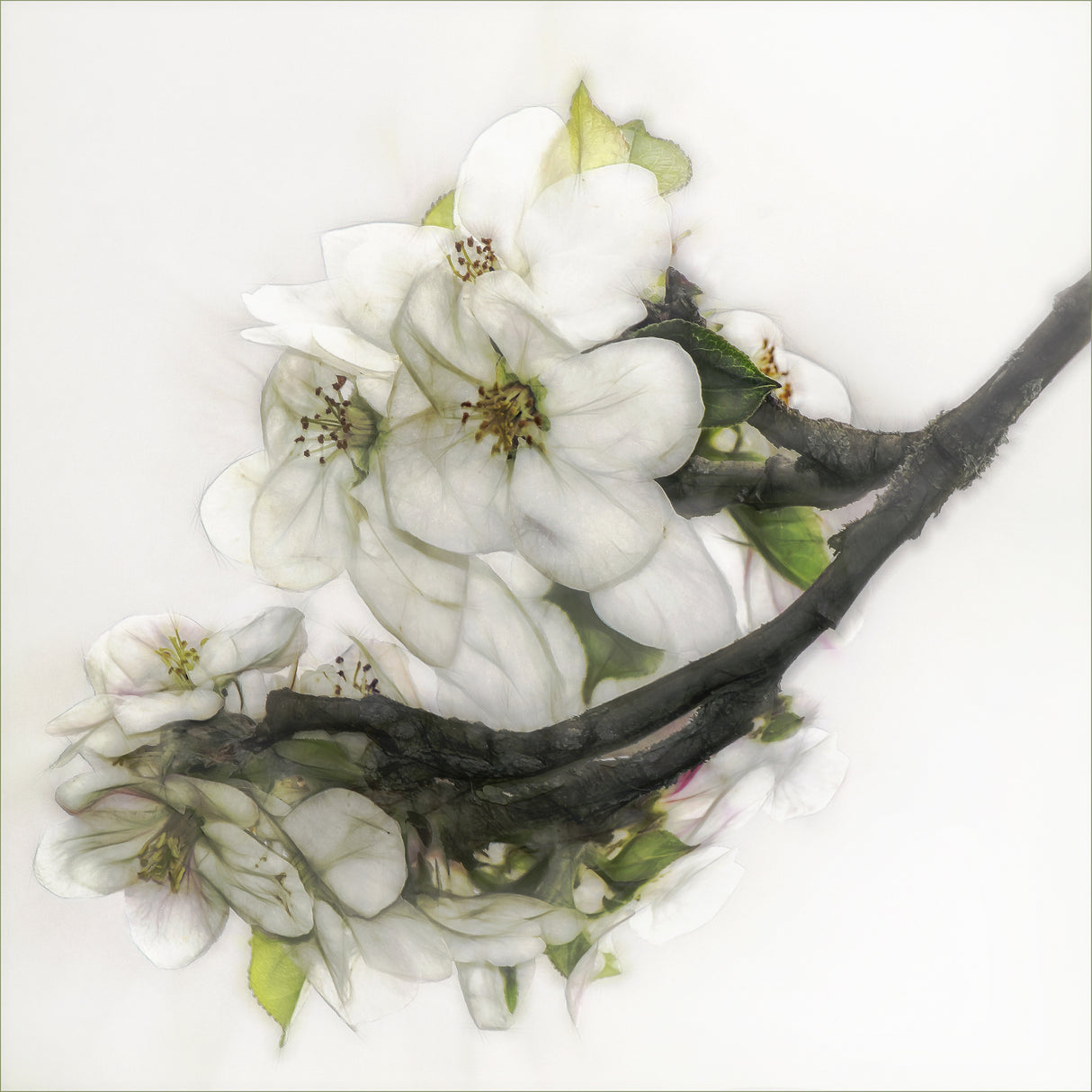 Ornate blossom Poster och Canvastavla