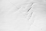 a short story about the snow wanderer Poster och Canvastavla