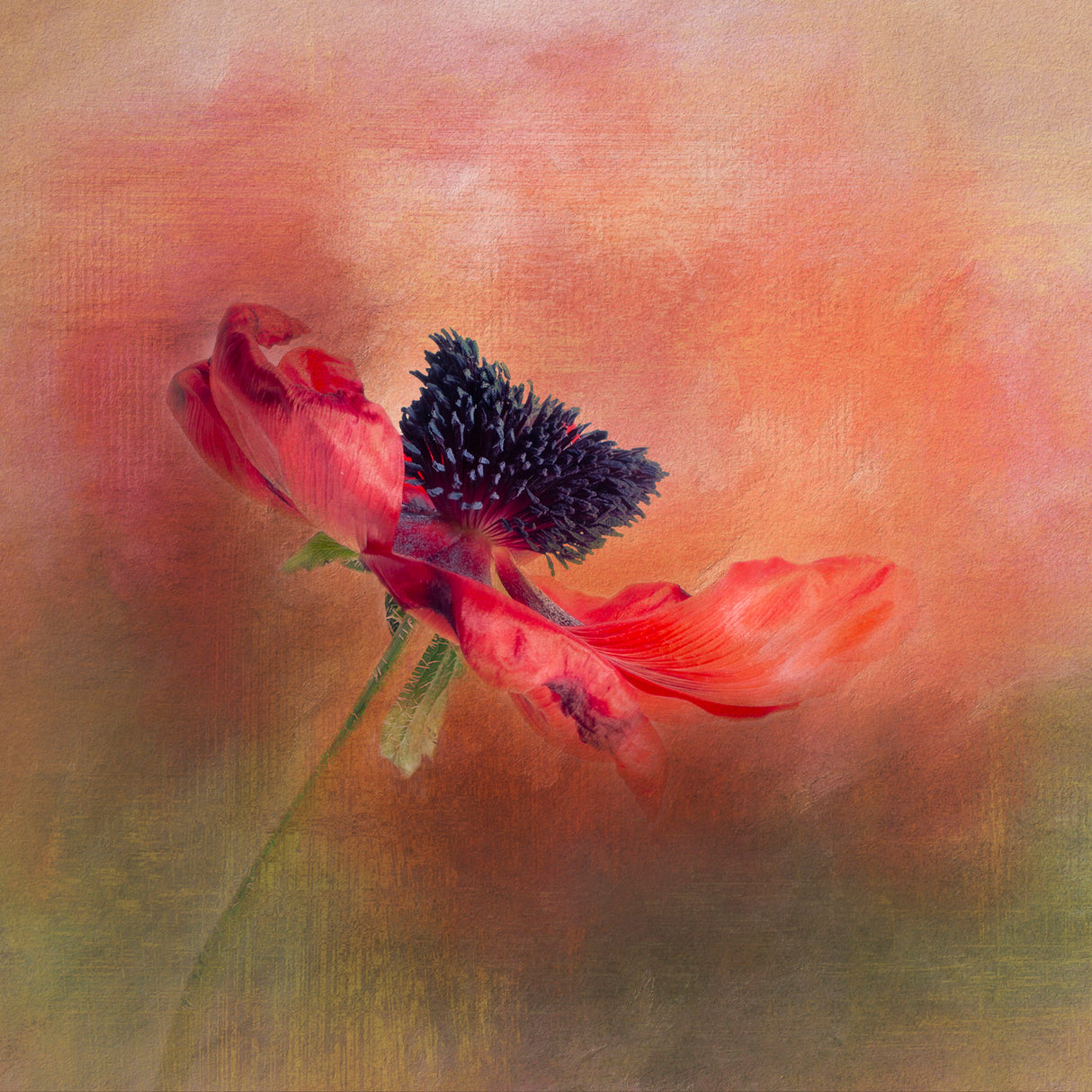 Dramatic Red Poppy Poster och Canvastavla