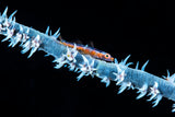 Whip coral  and its goby of the mesophotic zone Poster och Canvastavla