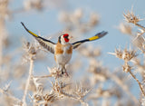 Goldfinch - Parachute Poster och Canvastavla