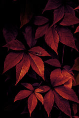 Dark Leaves 7X Poster och Canvastavla