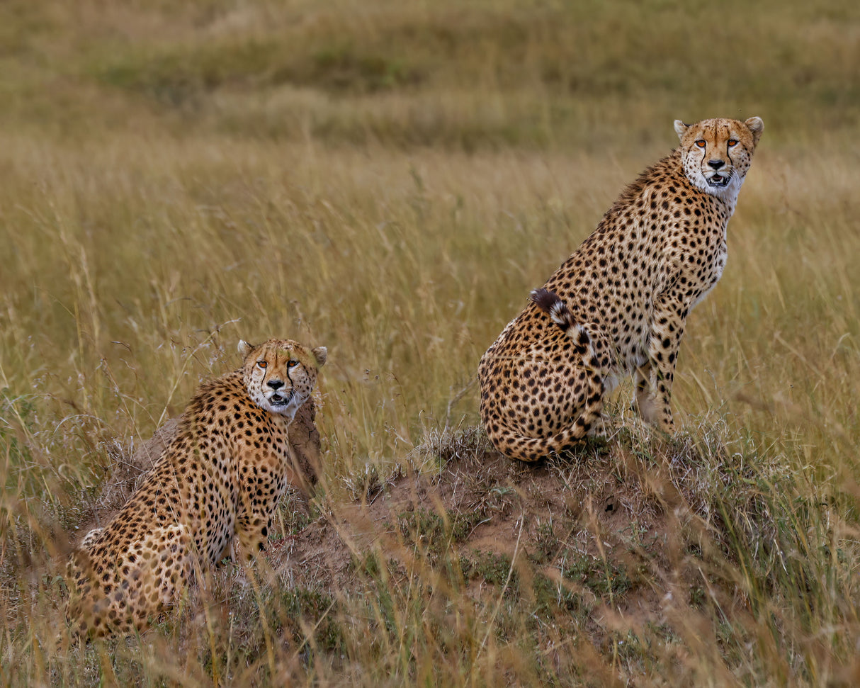 Cheetah Brothers Poster och Canvastavla
