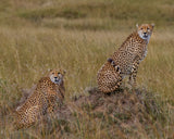 Cheetah Brothers Poster och Canvastavla