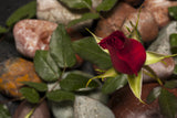 red rose Poster och Canvastavla