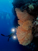 Gorgonian Coral and an Underwater photographer Poster och Canvastavla