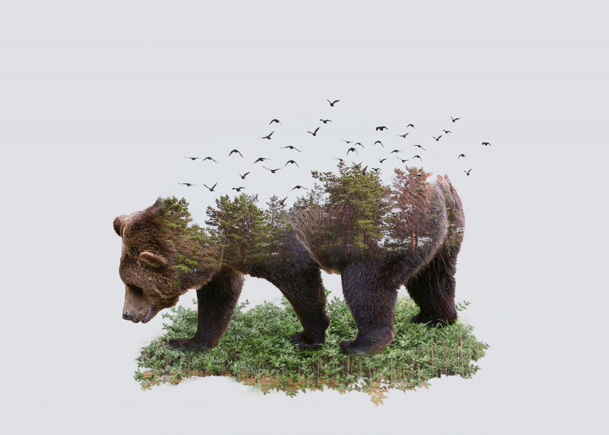 Bear Poster och Canvastavla
