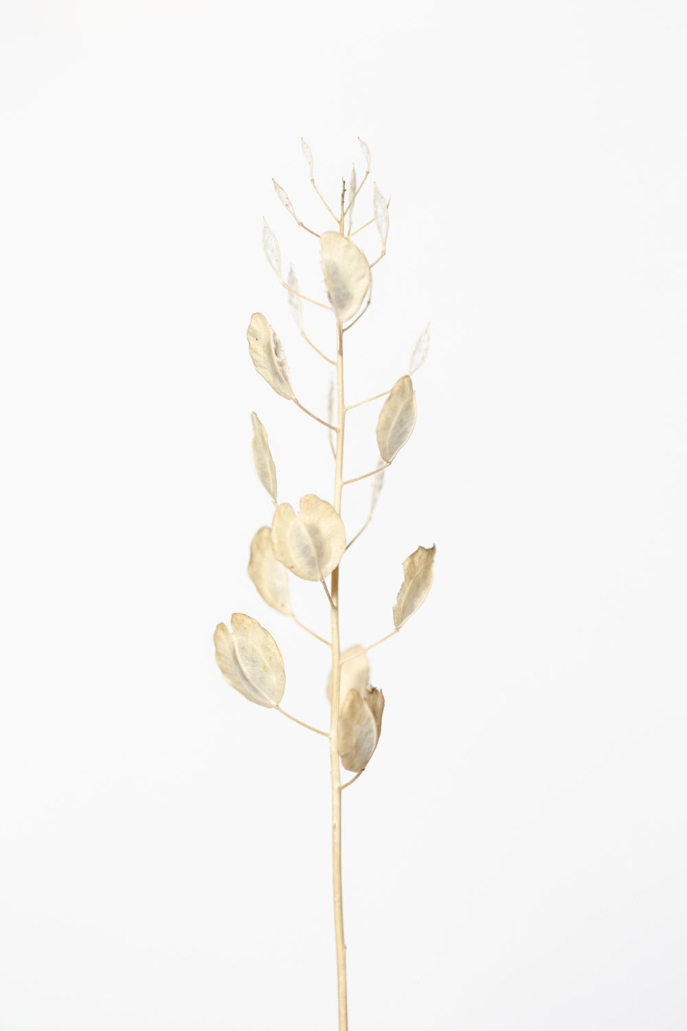 Solitary dried plant_light grey Poster och Canvastavla