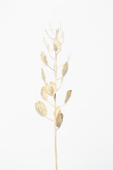 Solitary dried plant_light grey Poster och Canvastavla