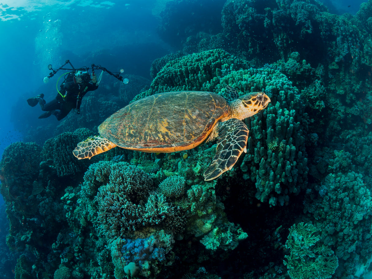 Turtle and a photographer Poster och Canvastavla
