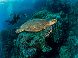 Turtle and a photographer Poster och Canvastavla